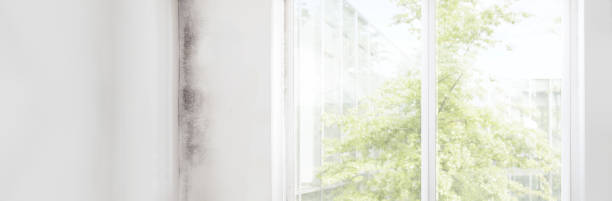 Best Post-Construction Mold Inspection  in Rose Hills, CA