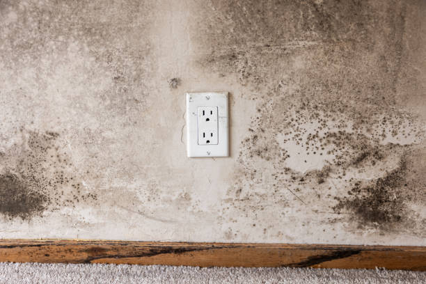 Best Black Mold Removal  in Rose Hills, CA