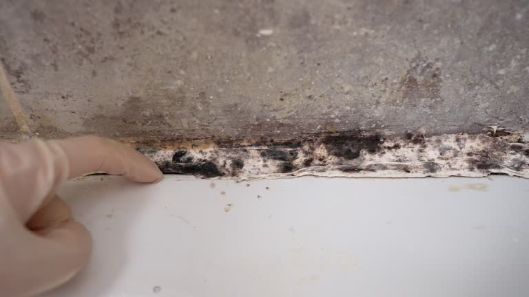 Best HVAC Mold Inspection and Cleaning  in Rose Hills, CA